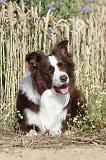 BORDER COLLIE 440